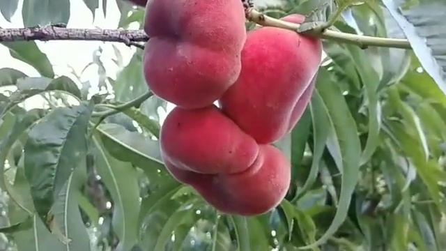 Інжирний персик Уфо -2. Ранній, смачний сорт смотреть онлайн