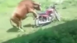 Жесть бык разбил новый мотоцикл