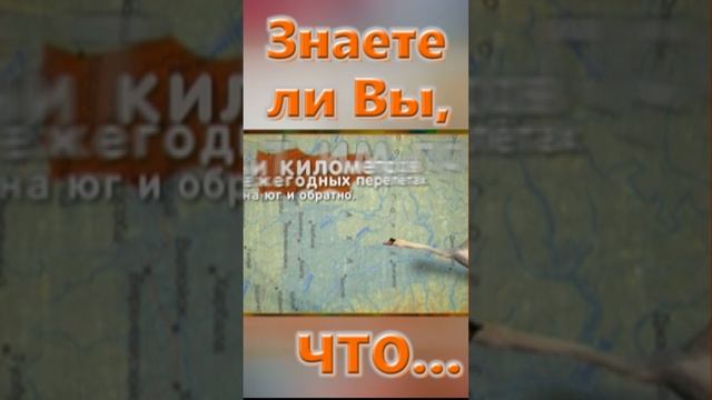 Знаете ли вы, Что? Размах крыльев лебедя