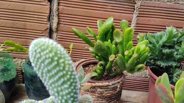 mostrando como estão minhas plantas depois da chuva 🌿🥰 смотреть онлайн