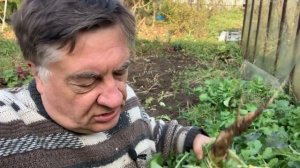 Дайкон - два урожая за сезон!