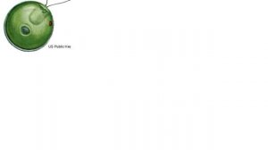 Многообразие простейших