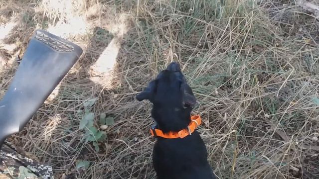 Ягдтерьер в скрадке -ВЫДЕРЖКА. Охота на Вяхиря. Микки 1,2 года. смотреть онлайн