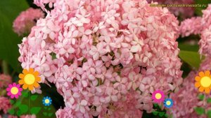Гортензия древовидная Пинк Аннабель. Краткий обзор, описание hydrangea arborescens Pink Annabelle