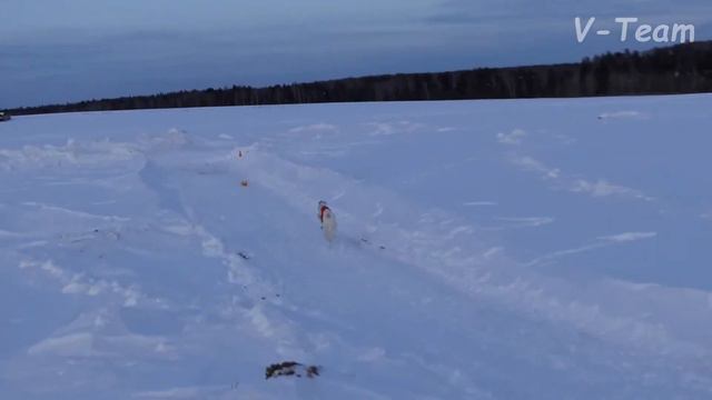 Русская псовая борзая БРАСЛЕТКА ИЗ ПОСАДСКОЙ СВОРЫ. МЗ - 2018
