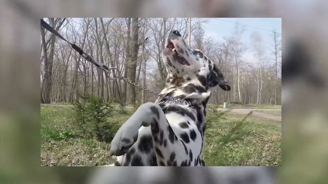 "ЧЁ"? / ПЯТНИСТЫЕ ДРУЗЬЯ ! / #280 смотреть онлайн