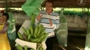 Как выращивают и собирают бананы