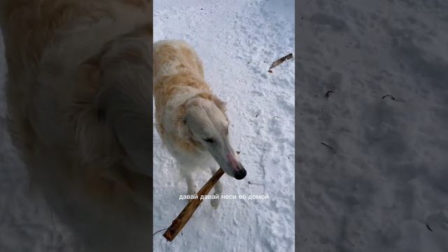 Русская борзая помогает по хозяйству смотреть онлайн