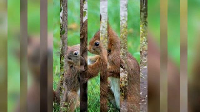 В мире животных... Родители и их детёныши#вмиреживотных