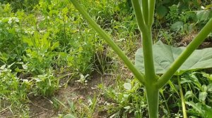 ФОРМИРОВАНИЕ ДВУХЛЕТНЕЙ ПАВЛОВНИИ!