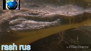 Животний мир кракадил охотит на животний