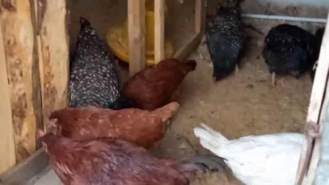 ??Запуск бактерии в курятник. Ферментационная подстилка. смотреть онлайн