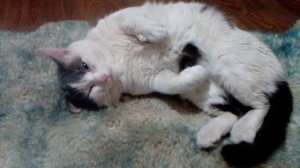 У моего кота кровать лучше чем у меня