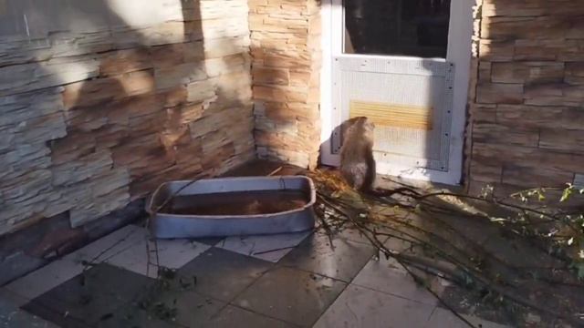 Санкт - Петербург 320 лет | День города смотреть онлайн