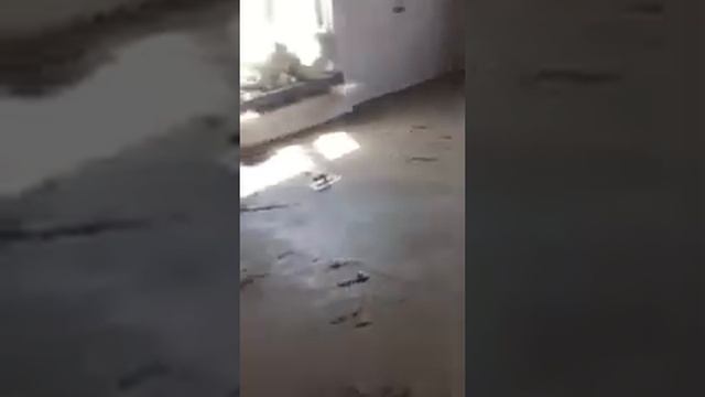 Шлифовка стяжки