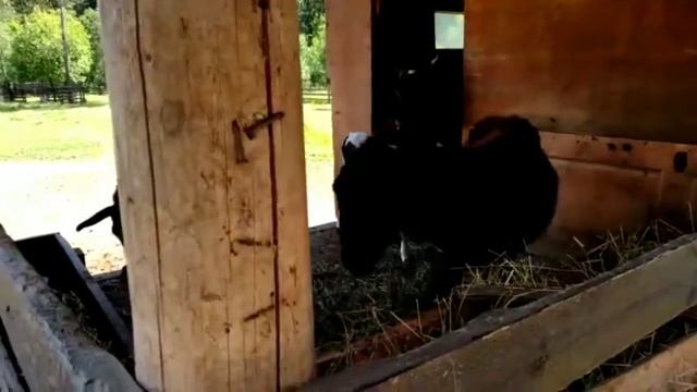 Спасение павлина / Петухи / Контактный зоопарк смотреть онлайн