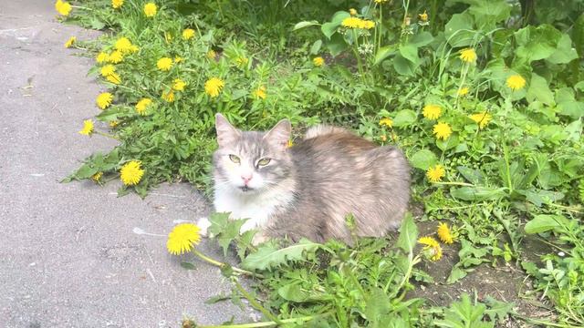 Социальный ролик ,,Берегите бездомных животных,, смотреть онлайн