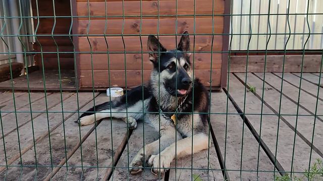 Восточноевропейская овчарка Грейс Элита Урала Забава хулиганство