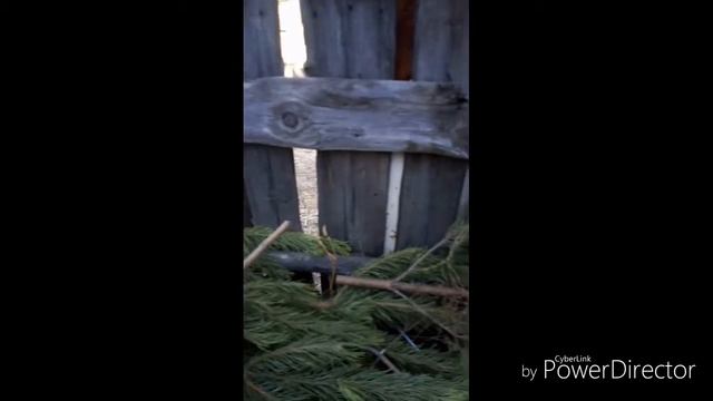 Куры начали нестись? //кончается еда для коз😥!// Купил селфи палку! //группа в ВК! смотреть онлайн