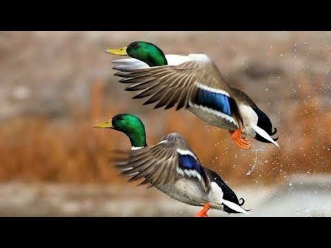 Кубанская охотница #утка #охотанауток #кубань #лето