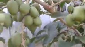 Актинидия Аргута ,урожай спеет. Продажа саженцев.