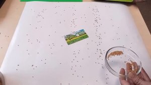 Норма высева горчицы