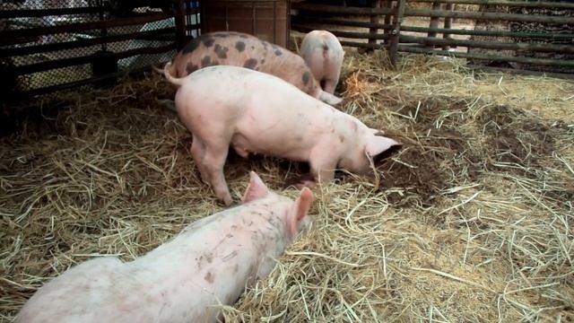 Почему свинину нельзя есть сырой, а говядину можно? смотреть онлайн