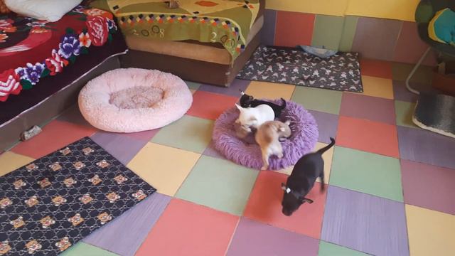 ой,ну милые такие играют и гавкают щенки чихуахуа Кастропуло КрымСимферополь можно купить8978745806