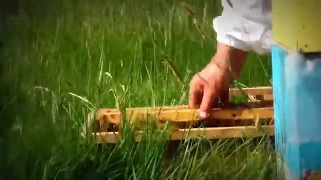 Закладка восковой моли огнёвка пчелиная смотреть онлайн