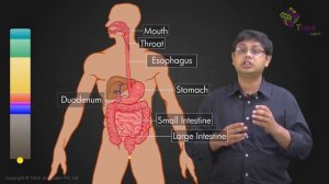 Human Digestive System And Digestion