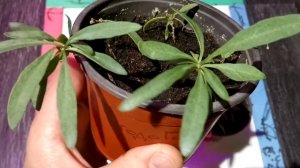 Ягоды Годжи или Дереза обыкновенная!)