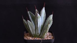 Agave potatorum ‘Cubic’