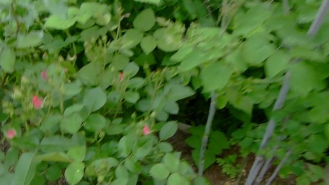 еще СПОСОБ прищипки бутонов на молодой розочке Байландо на 15.37минуте.Пионы Мерилен и Салмон глоу смотреть онлайн