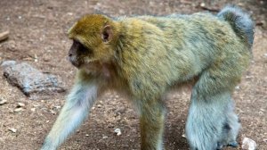 Обезьяны - интересные факты