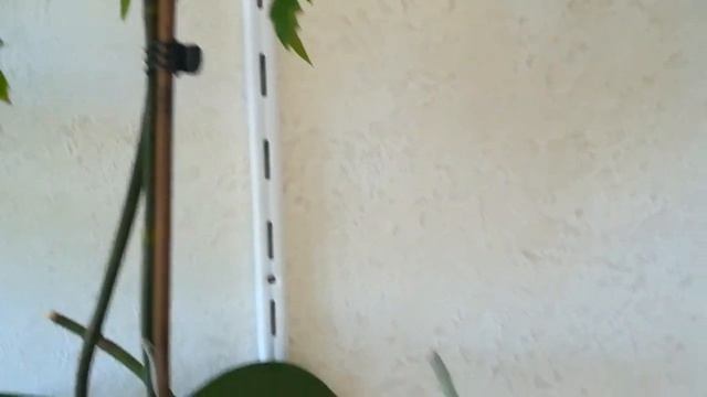 ИЗ РОЗОВОГО ЦАРСТВА❣️?❤️#ФАЛЕНОПСИС МЕДУЗА, ПИНК ЛЕДИ. #PHALAENOPSIS #ORHIDS #ORJIDEA #FLOR ✌️??? смотреть онлайн