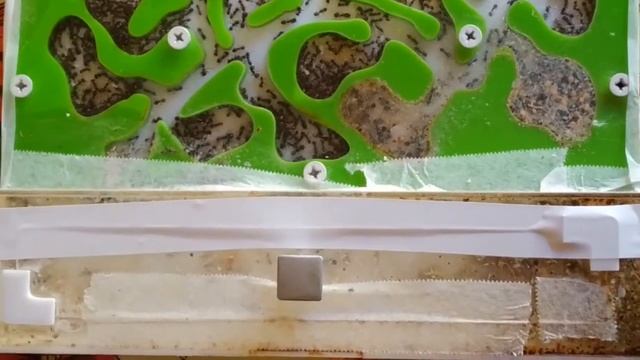 Переселение большой колонии муравьев-жнецов. День 1 смотреть онлайн