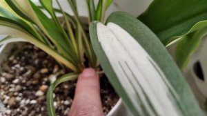 Хлорофитумы Шарлотта, Оранж Грин, Океан.