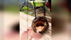 Животные зомби снятые на камеру / Zombie animals captured on camera