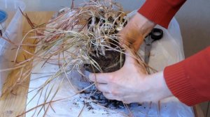 Крокусы после выгонки - что делать с луковицами?