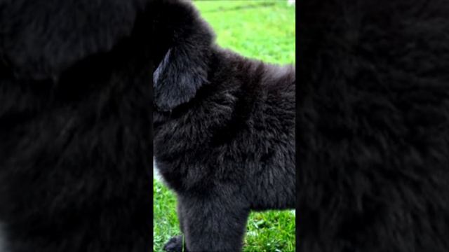 самые лучшие породы собак