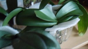 Групповуха для орхидей