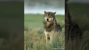 мудрый волк