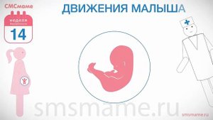 14 неделя беременности - первые шевеления малыша, толчки ребенка.