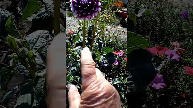 (81)Обещанный видео ролик, зацвели черенкованные георгины. 89874795406 смотреть онлайн