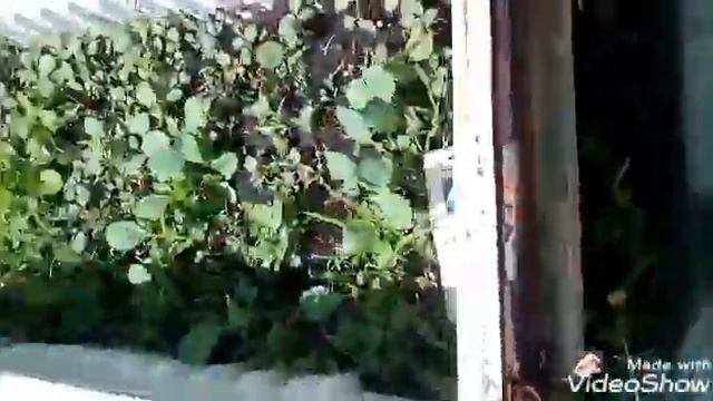 Жизнь в Сибири! Апакалипс на моих грядках после ливня и града ! смотреть онлайн