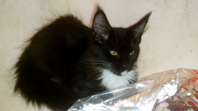 Что любят кушать котята Мейн куны Натуральное свиное сердце замороженное смотреть онлайн