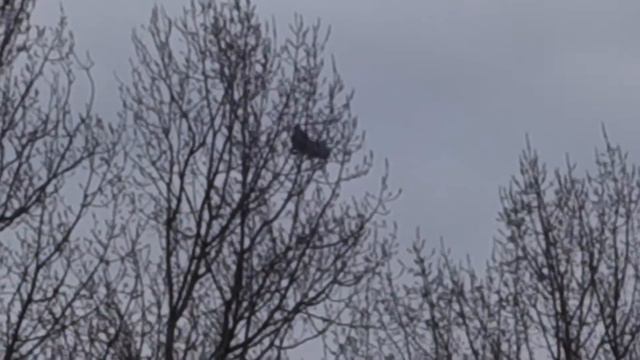 Knooppunt Schiphol /Junction Amsterdam Airport-50: Chinook Transporthelikopter/Boeing CH-47 Chinook смотреть онлайн