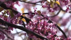 Canon XC15. Тест видеорежима