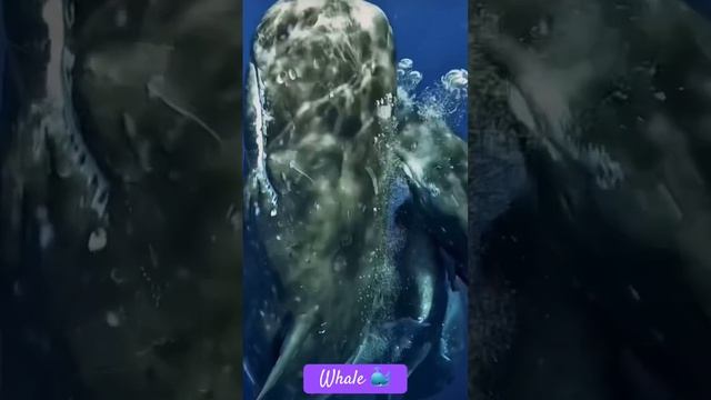 Whale in ocean, киты кашалоты, кит, big whale ?. If you love whales follow me ✅? #whale #shorts