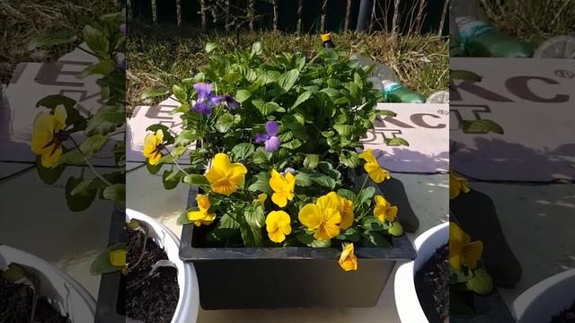 Рассада замерзла! Когда выносить на улицу / балкон ? смотреть онлайн